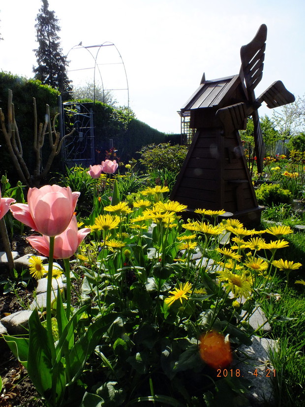 Wiosna w moim ogrodzie