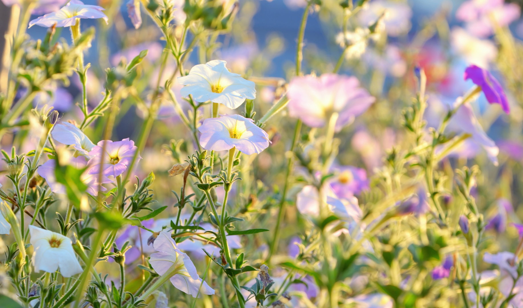 Występujący w przeróżnych odmianach kolorystycznych tytoń oskrzydlony (nicotiana alata). (zdj.: Adobe Stock)