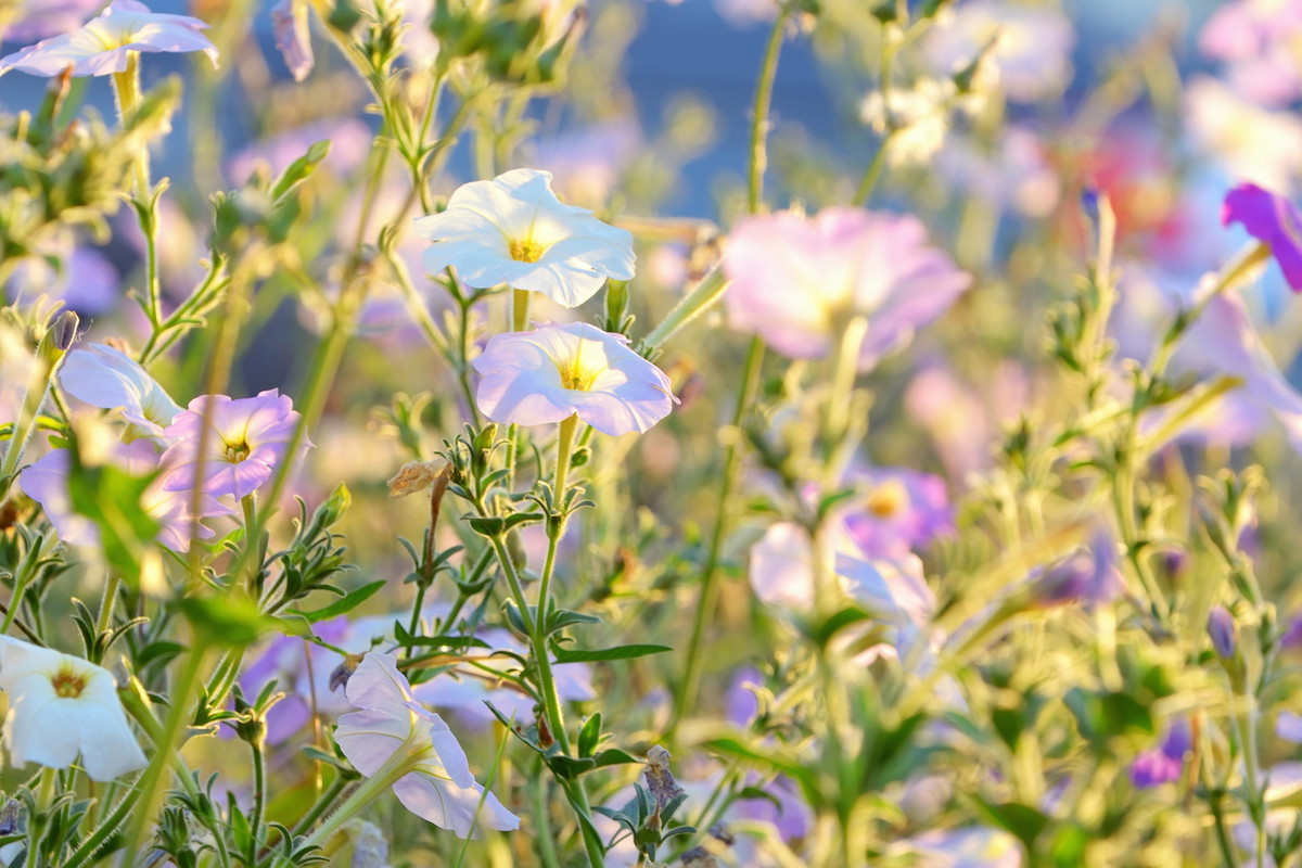 Występujący w przeróżnych odmianach kolorystycznych tytoń oskrzydlony (nicotiana alata). (zdj.: Adobe Stock)