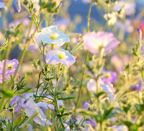 Występujący w przeróżnych odmianach kolorystycznych tytoń oskrzydlony (nicotiana alata). (zdj.: Adobe Stock)