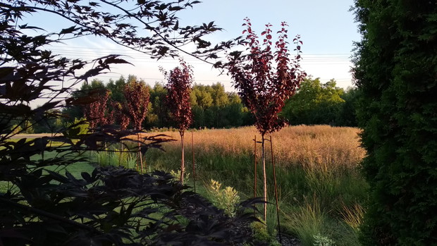 Z polem rzepaku w tle...