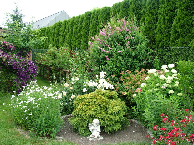 Z tyłu tawuła Billarda, tawuła japońska, hortensja Anabelle i powojnik, nieco bliżej przepiękna róża Jalitah i Bouquet Parfait, za tą rabatą pod płotem porzeczki, agrest i maliny	
