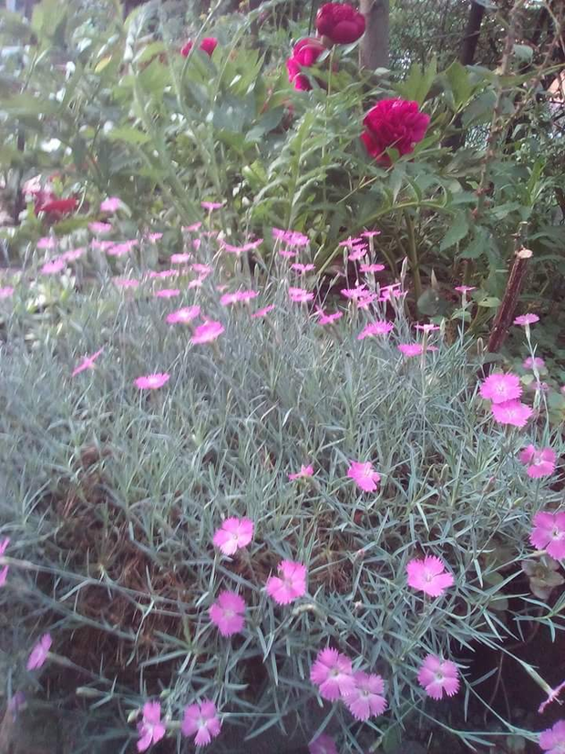 Za kępą pachnącego różowego goździka rośnie piwonia lekarska,która nie pachnie, ale pięknie kwitnie i często robię z niej  bukiet na Dzień Matki. 