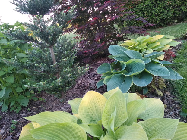 Zakątek funkiowy...