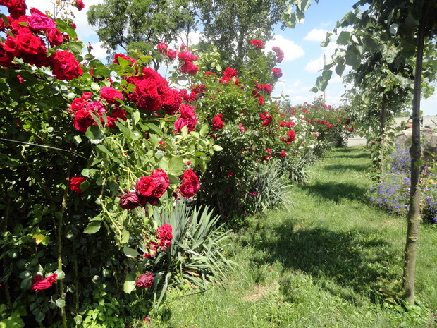 Aleja róż zaprasza do ogrodu.