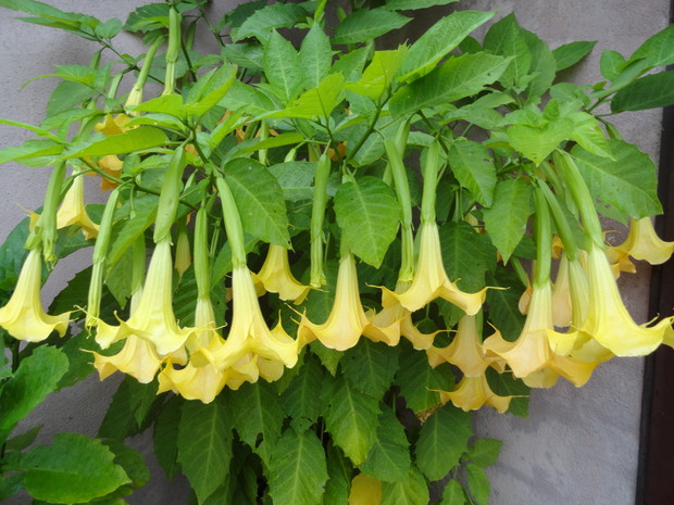 datura