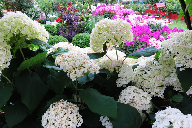 hortensje to jedne z najpiękniejszych roślin pełni lata