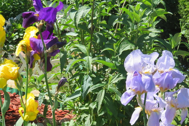 irysy swoją urodą i kolorystyką zachwycają wszystkich