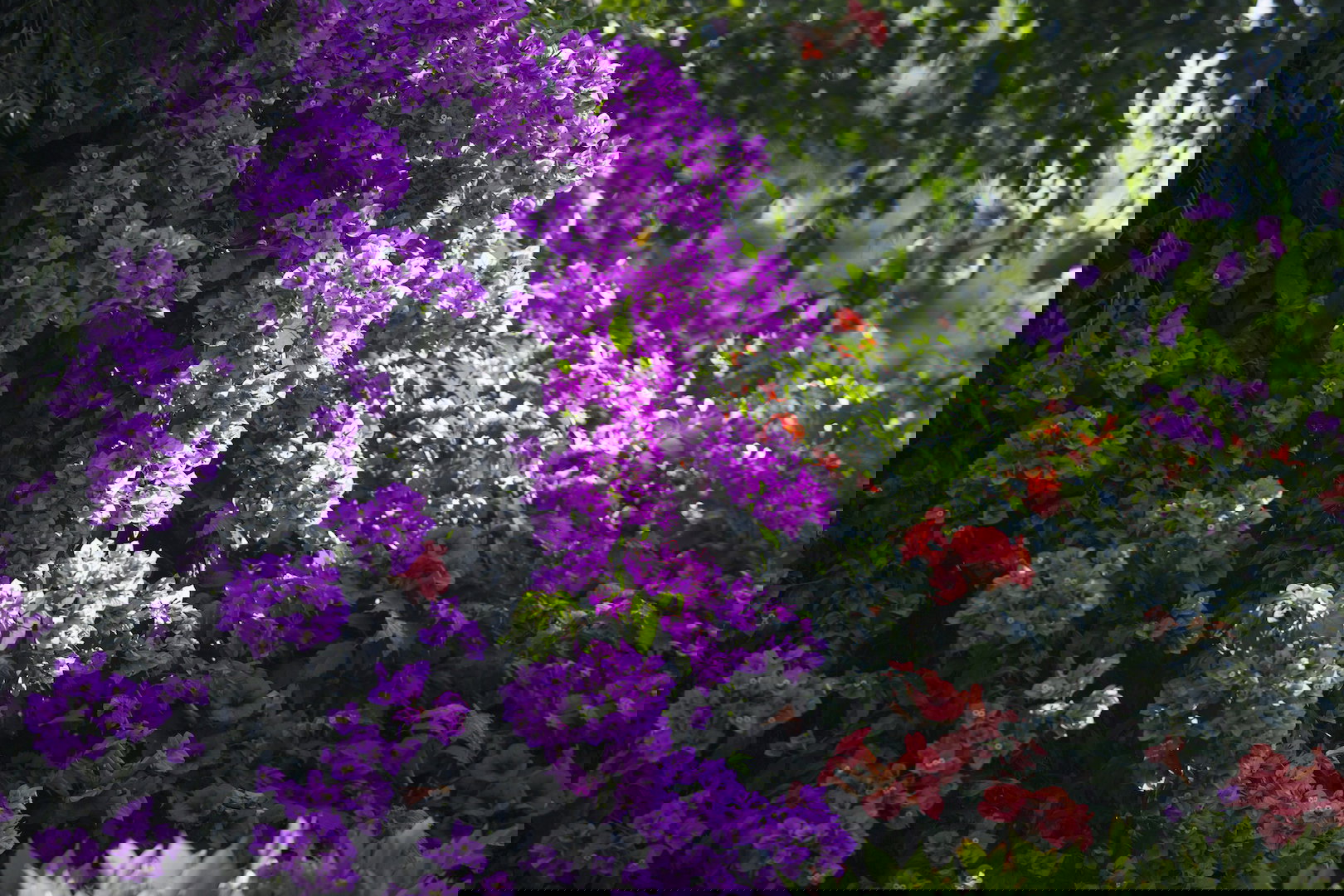 Kolor kwiatów bugenwilli zależy od odmiany. Prócz koloru fioletowego, bugenwille kwitną na m.in. biało, żółto czy szkarłatnoczerwono. (zdj.: Adobe Stock)