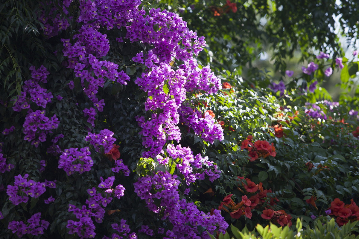 Kolor kwiatów bugenwilli zależy od odmiany. Prócz koloru fioletowego, bugenwille kwitną na m.in. biało, żółto czy szkarłatnoczerwono. (zdj.: Adobe Stock)