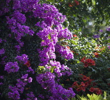 Kolor kwiatów bugenwilli zależy od odmiany. Prócz koloru fioletowego, bugenwille kwitną na m.in. biało, żółto czy szkarłatnoczerwono. (zdj.: Adobe Stock)