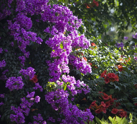 Kolor kwiatów bugenwilli zależy od odmiany. Prócz koloru fioletowego, bugenwille kwitną na m.in. biało, żółto czy szkarłatnoczerwono. (zdj.: Adobe Stock)