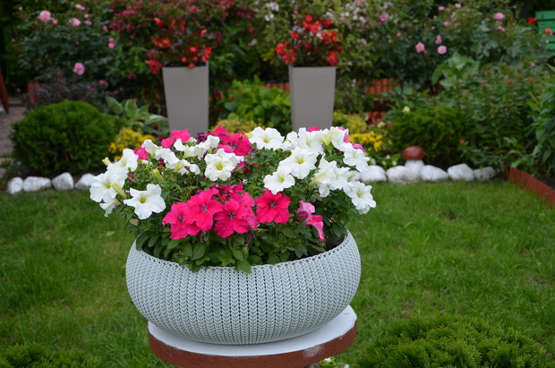 kompozycje w donicach też potrafią zachwycać i uzupełniać ogrodowe rabaty