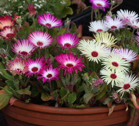 Pamiętajmy - przelane przypołudniki nie kwitną. Lepiej więc by miały za mało, niż za dużo wody. Jest to szczególnie ważne przy uprawie doniczkowej. (zdj.: Adobe Stock)