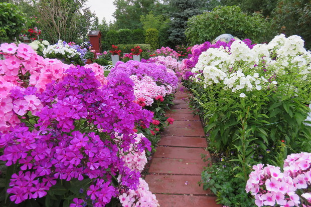 pełnia lata, to najpiękniejszy czas w moim ogrodzie - rabaty dosłownie toną w kwiatach