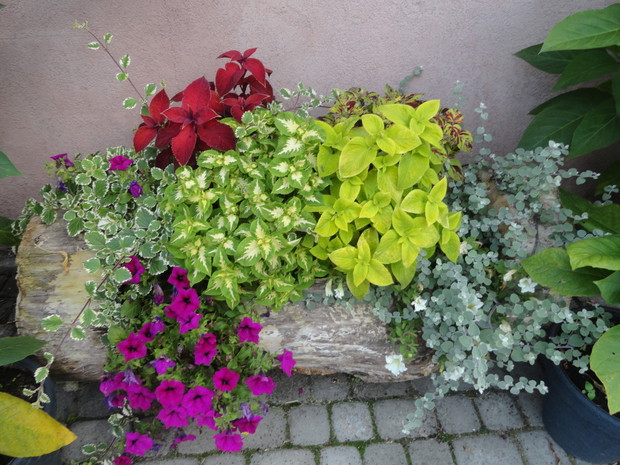 Pień drzewa może pełnić funkcje donicy u mnie stoi przed domem w otoczeniu kolorowych coleusów i bylin