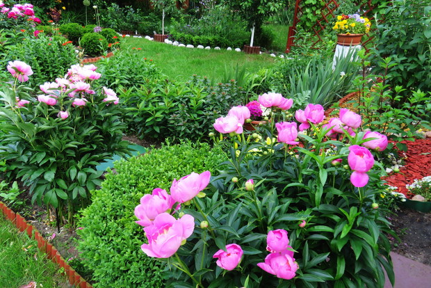 piwonie to rośliny, które cieszą oko przez wiele lat