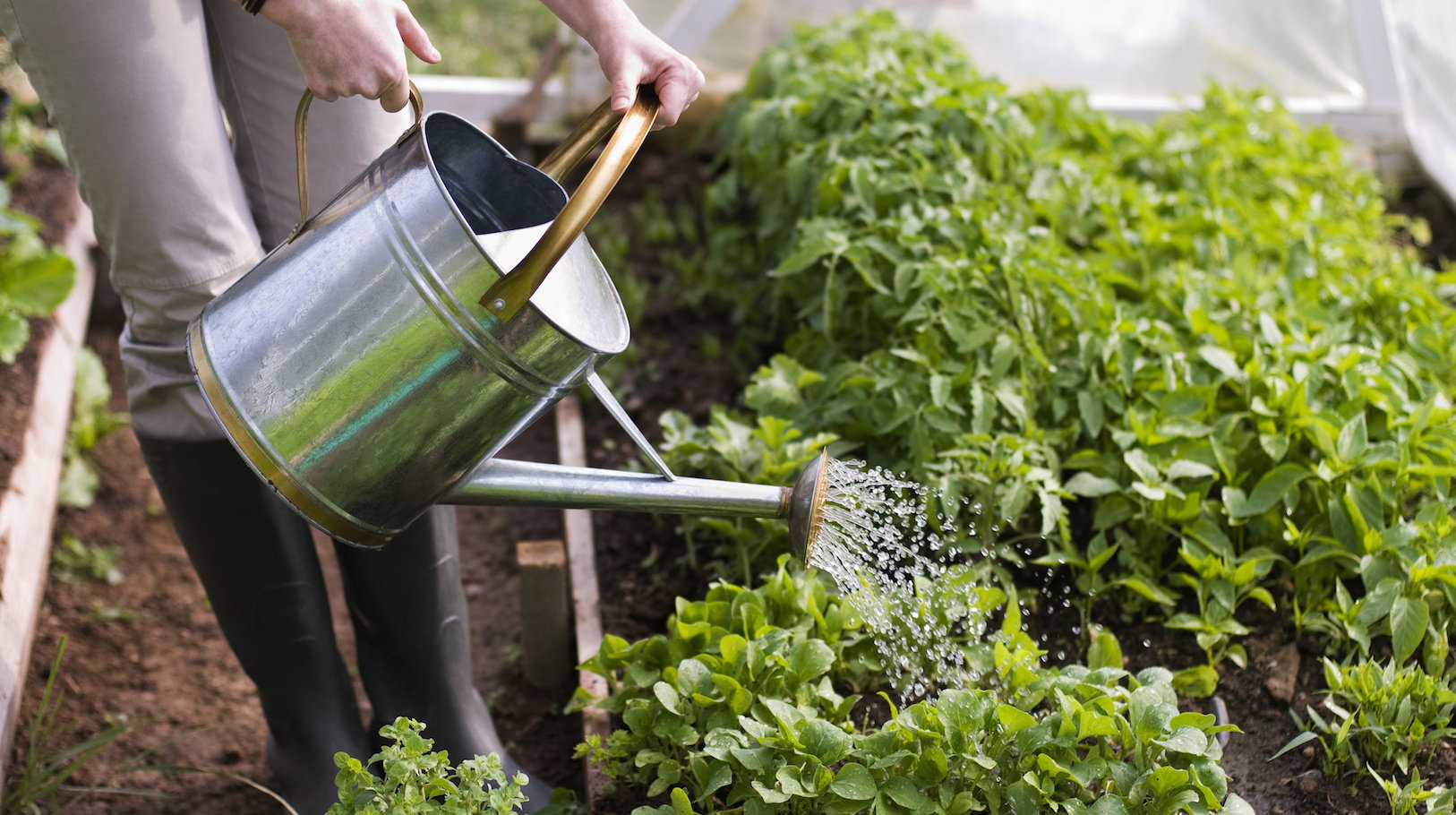 Podobnie szybko jak rośliny gruntowe, przesuszają się również te rosnące w szklarniach lub inspektach. Ich nawadnianie opiera się jednak na podobnych zasadach. (zdj.: Adobe Stock)