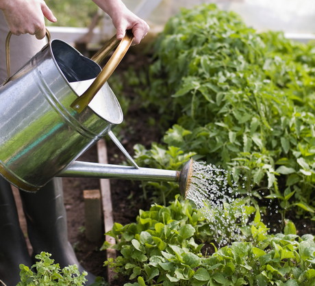 Podobnie szybko jak rośliny gruntowe, przesuszają się również te rosnące w szklarniach lub inspektach. Ich nawadnianie opiera się jednak na podobnych zasadach. (zdj.: Adobe Stock)