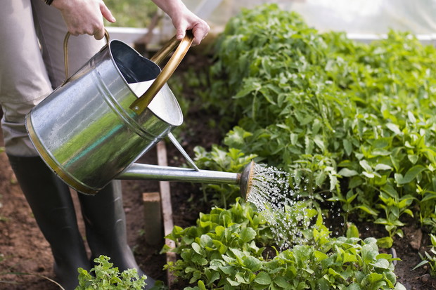 Podobnie szybko jak rośliny gruntowe, przesuszają się również te rosnące w szklarniach lub inspektach. Ich nawadnianie opiera się jednak na podobnych zasadach. (zdj.: Adobe Stock)
