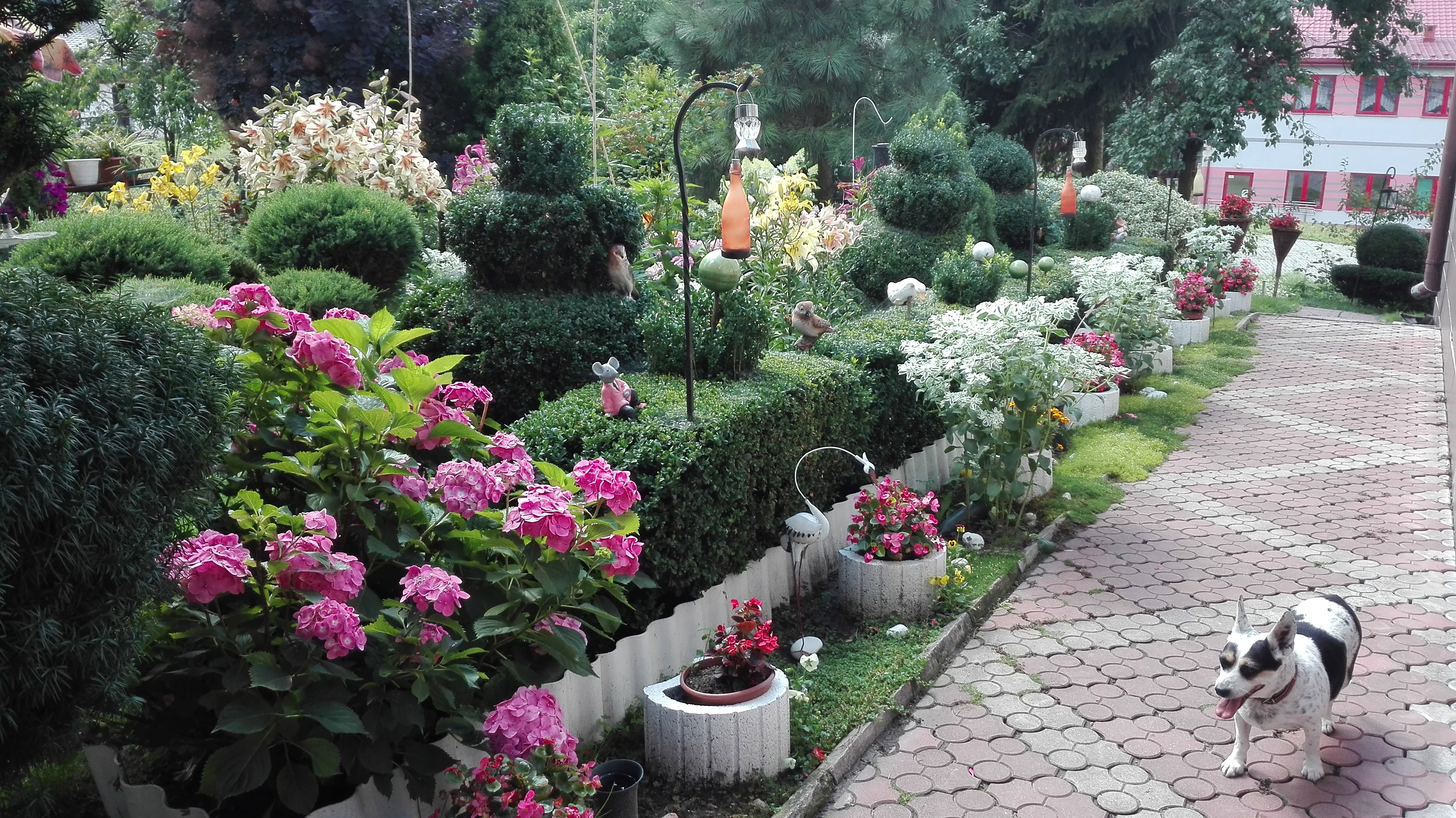 przydomowa ścieżka kwiatowa