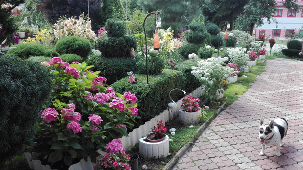 przydomowa ścieżka kwiatowa