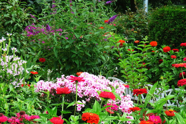 rabata z różnymi gatunkami roślin, to mieszanka zapachów uwielbiana głównie przez motyle