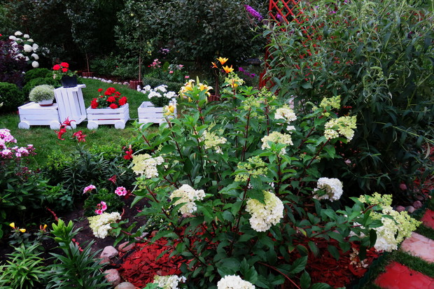 rabata z wytworną młodziutką hortensją w towarzystwie budlei czuje się doskonale