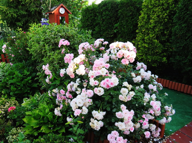 róża upiększy każdy ogród