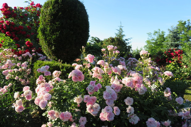 róże zdominowały nasz ogród
