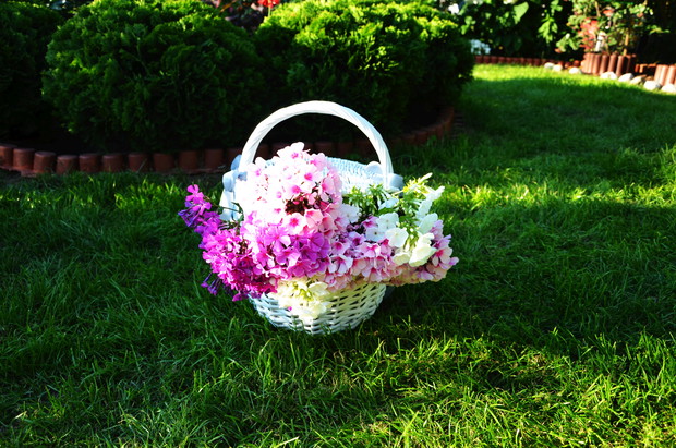 ścięte floksy pod wieczór nadają się doskonale do wazonu