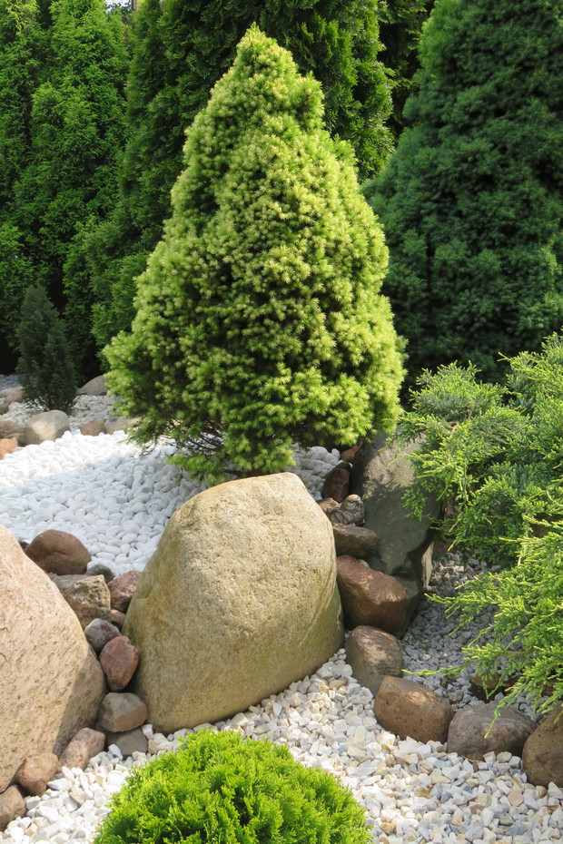 skalnik z zielona roślinnością, to miejsce na kompozycję rozmaitych krzewów iglastych  z kamieniami