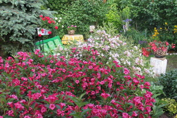 to jeden z ulubionych kącików wypoczynkowych w otoczeniu krzewuszek i innej roślinnośći, poranna kawa smakuje wyjatkowo