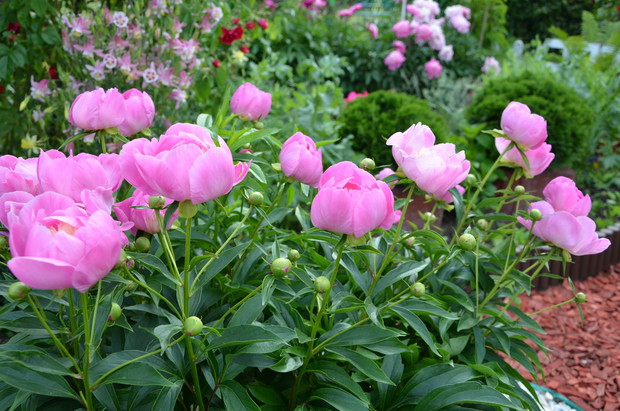 to jedne z najbardziej urzekających, roślin w ogrodzie