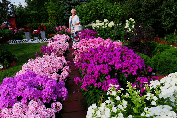 to moja ulubiona aleja floks, przy zachodzie słońca nie ma sobie równych