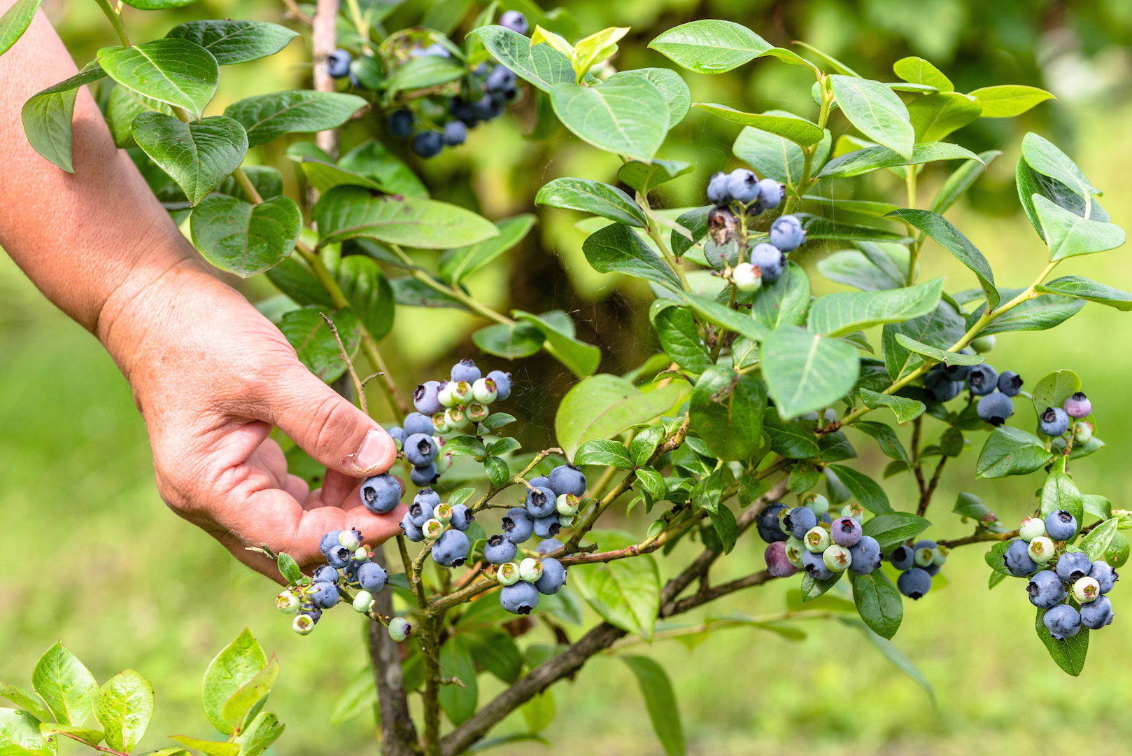 W uprawie borówek, najbardziej wymagające jest zrywanie małych i delikatnych owoców, gdyż samo prowadzenie krzewów nie należy do najbardziej skomplikowanych zadań ogrodniczych.  (zdj. Adobe Stock)