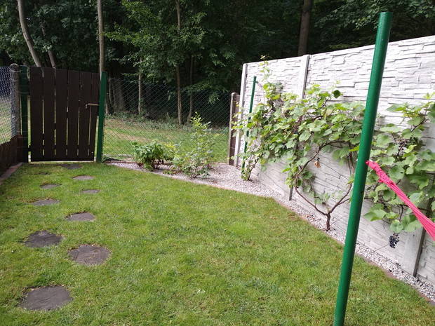 Winogrona oraz maliny