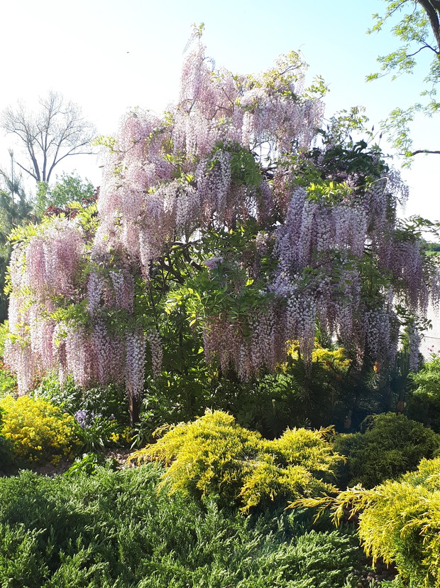 Wisteria kwiecista zachwyciła tej wiosny swym urokiem i bogactwem kwiatów.