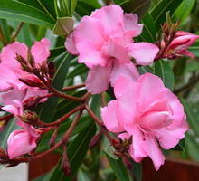 Za sprawą naturalnego występowania w otoczeniu rzek czy zbiorników wodnych, oleandry preferują tzw." mokre stopy", czyli rozwój ze stale wilgotnymi korzeniami. (zdj.: Adobe Stock)