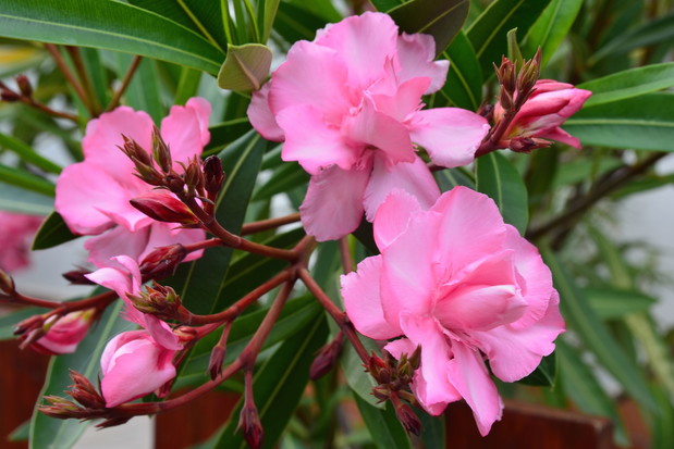 Za sprawą naturalnego występowania w otoczeniu rzek czy zbiorników wodnych, oleandry preferują tzw." mokre stopy", czyli rozwój ze stale wilgotnymi korzeniami. (zdj.: Adobe Stock)