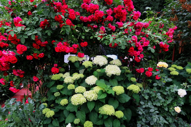 Zgrany duet hortensji z różami