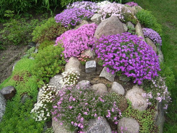 ... a na skalniaku floks szydlasty (płomyk).