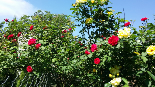 A to sąsiadki pęcherznicy...