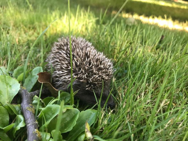 a w tym roku zamieszkał w naszym ogrodzie jeżyk, który jada z nami śniadania.