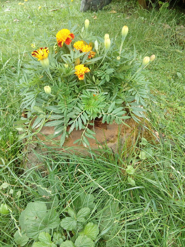 aksamitka w starym pniaku