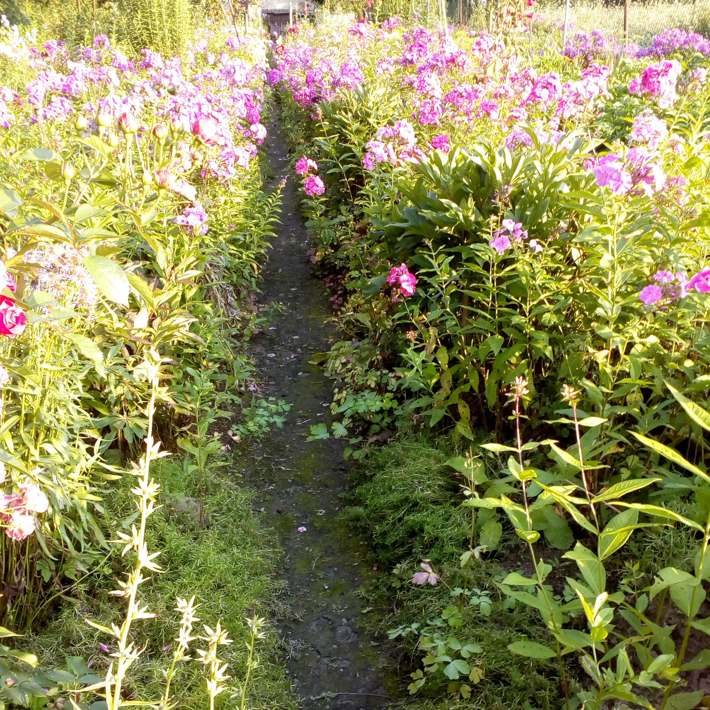 Aleja główna ogrodu.