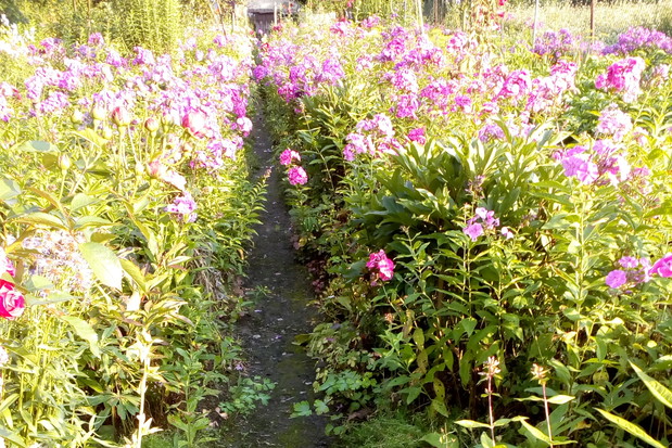 Aleja główna ogrodu.