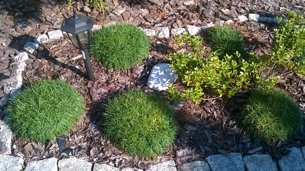 azalia otoczona kupkami trawy zawciąg