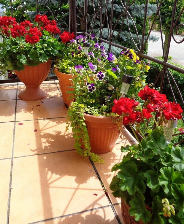 Balkon pelargonie cd.