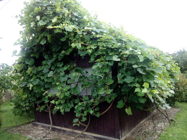 Będziemy jesienią robić winko, bo będzie z czego